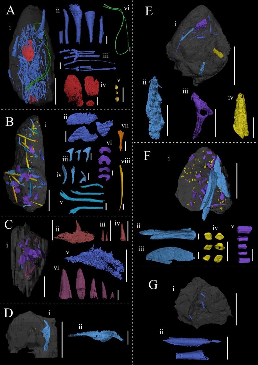 Devonian vertebrate assemblage research